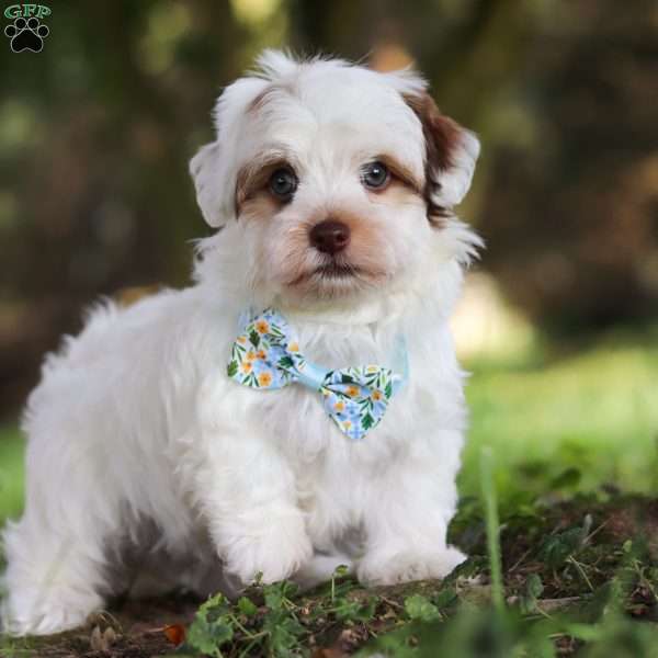 Psalm, Havanese Puppy